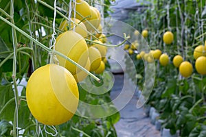 Cantaloupe melons or Japanness melons  growing in a greenhouse s