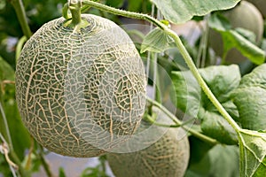 Cantaloupe melons or Japanness melons growing in a greenhouse s