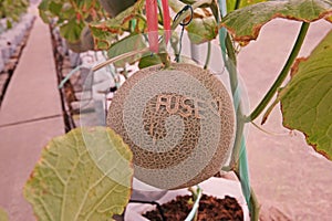 Cantaloupe or muskmelon, fruit Cucurbitaceae family photo