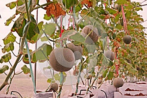 Cantaloupe or muskmelon, fruit Cucurbitaceae family photo