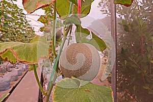 Cantaloupe or muskmelon, fruit Cucurbitaceae family photo