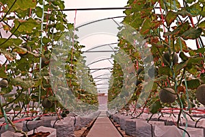 Cantaloupe or muskmelon, vine fruit in Cucurbitaceae family, evaporation greenhouse production photo