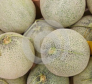 Cantaloupe placed sale on the market .