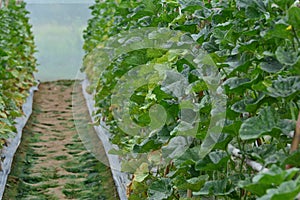 Cantaloupe planting in greenhouse pesticide residue free