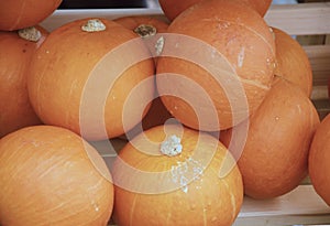 Cantaloupe or rock melon fruit or the scientific name is Cucumis melo var. cantalupo. photo