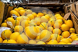 Cantaloupe for sale