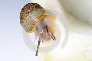 Cantareus apertus snail eats fennel