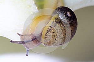 Cantareus apertus snail eats fennel