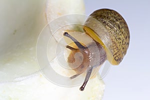 Cantareus apertus snail eats fennel