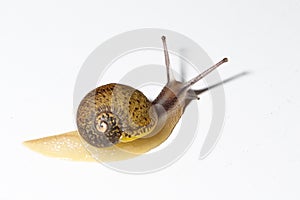 Cantareus apertus snail with white background