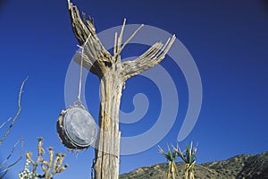 Canteen hanging on dead tree in desert, CA