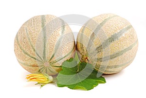 Cantelope melon