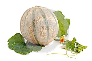 Cantelope melon