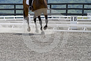 Canter In the Dust