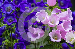 Canterbury bellflower . blue bell flower campanula