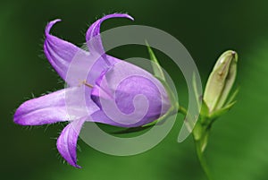 Canterbury bellflower (Campanula latifolia) photo