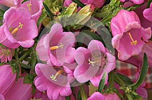 Canterbury Bells