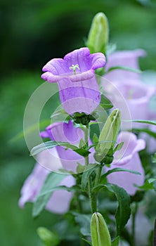 Canterbury bells Campanula medium