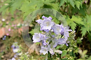 Canterbury bells Campanula medium in the garden on a summer day