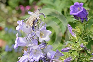 Canterbury bells Campanula medium in the garden on a summer day