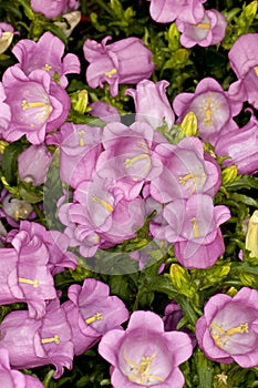 Canterbury Bells -Champion Pink- (Campanula medium) Flower
