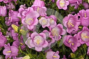 Canterbury Bells -Champion Pink- (Campanula medium) Flower