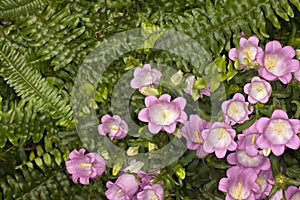 Canterbury Bells -Champion Pink- (Campanula medium) Flower