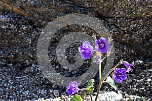 Canterbury Bells a small bright blue purple spring annual and biennial wildflower, close up drought tolerant native