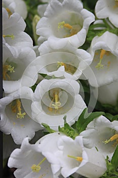 Canterbury bells, white bell flower (Campanula medium 'alba')