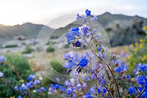 Canterbury Bells wildflowers in Joshua Tree National Park during Californias superbloom Bell wildflowers in Joshua Tree National photo