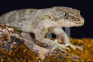 Canterbury gecko Woodworthia brunneus