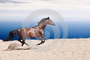 Cantering bay stallion