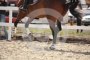 Cantering horse legs close up