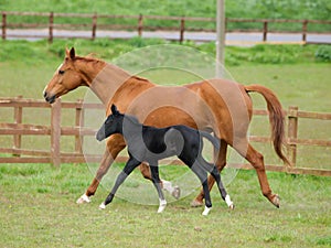 Cantering Mare and Foal