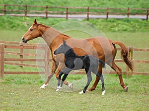 Cantering Mare and Foal