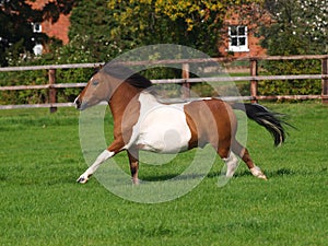 Cantering Pony