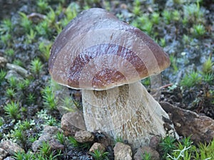 Cantharellus cibarius