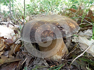 Cantharellus cibarius