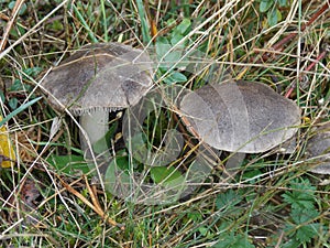 Cantharellus cibarius