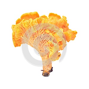 Cantharellus cibarius