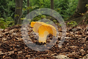 Cantharellus cibarius fungus