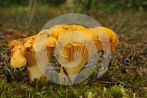 Cantharellus cibarius mushroom