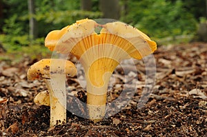 Cantharellus cibarius mushroom
