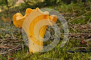 Cantharellus cibarius mushroom