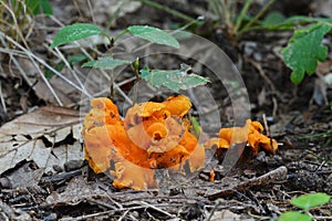 Cantharellus cinnabarinus mushroom