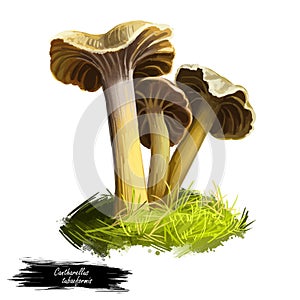 Cantharellus or Craterellus tubaeformis, yellowfoot or winter mushroom closeup digital art illustration. Boletus has brownish grey