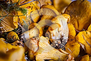 Cantharellus/Finferli, gourmet edible mushrooms