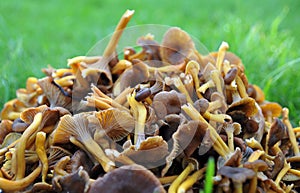 Cantharellus tubaeformis