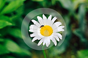 Cantharidae beetles on blooming chamomile.