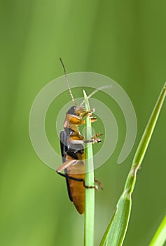 Cantharis